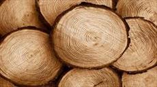 پاورپوینت مواد و مصالح ساختمانی - چوب ( تنها مصالح تجدیدپذیر )