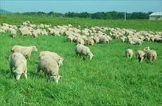 تحقیق و پژوهش پرورش گوسفند و بز و بره،تغذیه،بیماریها و واکسنهای مربوطه