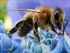 دانلود پاورپوینت طرح توجیهی پرورش زنبور عسل