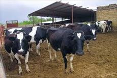 تحقیق و پژوهش اصول و راهکارهای پرورش گاو شیری و گوساله