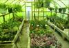 تحقیق درباره گلخانه و نحوه ساخت و نگهداری گلخانه