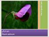 نخود فرنگی (Pisum sativum)