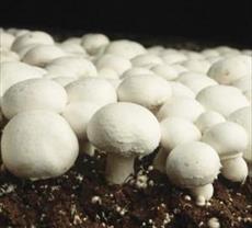 پاورپوینت طرح توجهی پرورش قارچ های خوراکی
