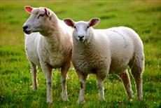 پاورپوینت پرورش گوسفند و بره