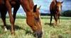 پروژه رشته آمار - برسی رابطه بین سن اسب و علوفه مصرفی آن