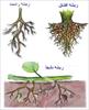 تحقیق مورفولوژی یا ریخت شناسی ریشه