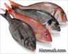 تحقیق رشته شیلات - تاثير فلزات سنگين بر ماهی ها (تاثیر بر آبشش و كبد ماهي ها‎)
