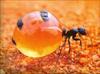 پاورپوینت  کلیاتی از کلونی مورچه ها حشرات اجتماعی