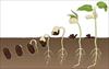 تحقیق زیست پذیری و طول عمر دانه ها